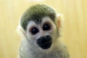 В контактном зоопарке "Лукоморье" появилась обезьянка 