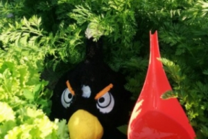 Конкурс фотографий "Angry Birds на отдыхе" от Angry Birds Activity Park в СПб