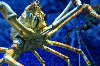 Family attractions in Helsinki: new exhibition of crustaceans at SEA LIFE Helsinki