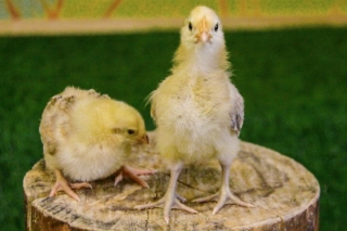 Контактный зоопарк в СПб: способные цыплята из "Лесного Посольства"