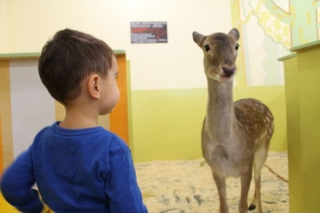 Интересные занятия английским, итальянским, французским для детей в СПб от зоопарка "Лесное посольство"