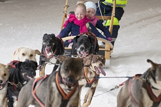 Катание на собачьей упряжке Хаски в Финляндии, в SPA отеле "Весилеппис"